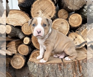 American Bulldog Puppy for sale in MIDDLEBURY, IN, USA