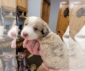 Miniature Australian Shepherd Puppy for sale in MAYFIELD, KY, USA