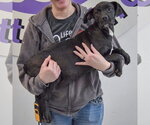 Small #2 American Staffordshire Terrier Mix