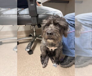 Miniature Schnauzer-Unknown Mix Dogs for adoption in Bakersfield, CA, USA