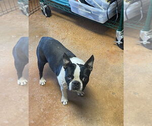 Boston Terrier Dogs for adoption in Bolivar, MO, USA