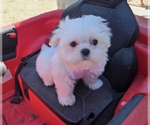 Medium Maltese