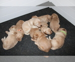 Small Photo #7 Golden Retriever Puppy For Sale in SENECA, SC, USA