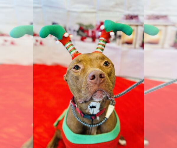 Medium Photo #5 Mutt Puppy For Sale in Manahawkin, NJ, USA