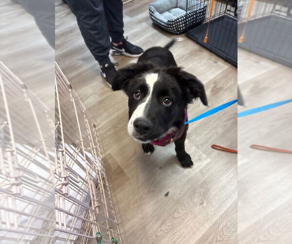 Medium Photo #2 Border Collie Puppy For Sale in Claremore, OK, USA