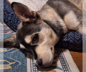 Shepradors Dogs for adoption in Princeton, MN, USA