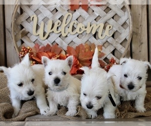 West Highland White Terrier Puppy for sale in ANDERSON, CA, USA