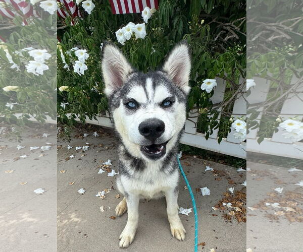 Medium Photo #1 - Mix Puppy For Sale in Newport Beach, CA, USA