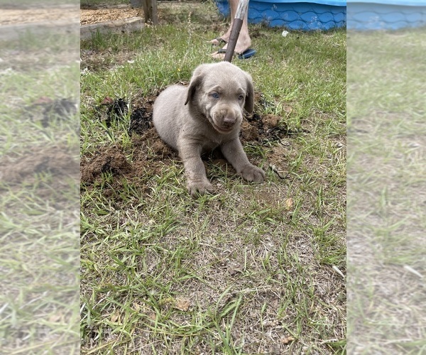 Medium Photo #7 Labrador Retriever Puppy For Sale in KNOXVILLE, GA, USA