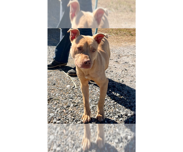 Medium Photo #1 American Staffordshire Terrier-Labrador Retriever Mix Puppy For Sale in Brewster, NY, USA