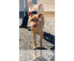 Small American Staffordshire Terrier-Labrador Retriever Mix