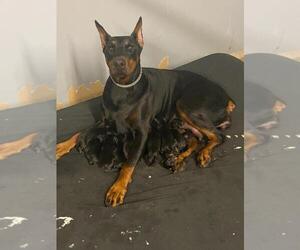 Doberman Pinscher Puppy for sale in SPRINGFIELD, OH, USA