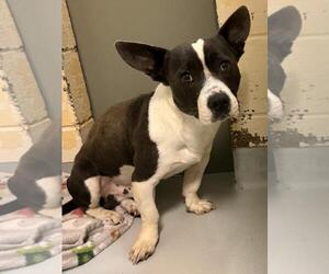 Mutt Dogs for adoption in Tulsa, OK, USA