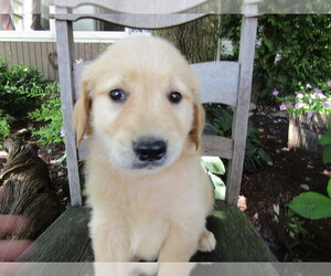 Golden Retriever Puppy for sale in KALAMAZOO, MI, USA