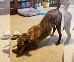 Small #15 Feist Terrier Mix