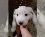 Small Photo #2 Great Pyrenees Puppy For Sale in RONAN, MT, USA