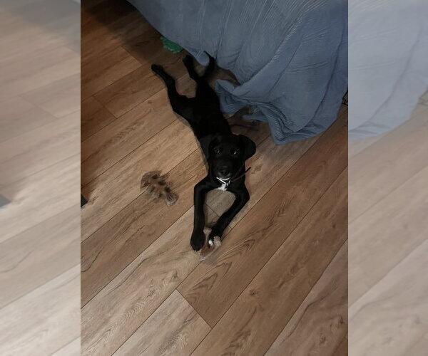 Medium Photo #2 Great Dane-Retriever  Mix Puppy For Sale in Springdale, PA, USA