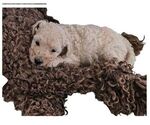 Puppy Pollyanna Poodle (Standard)
