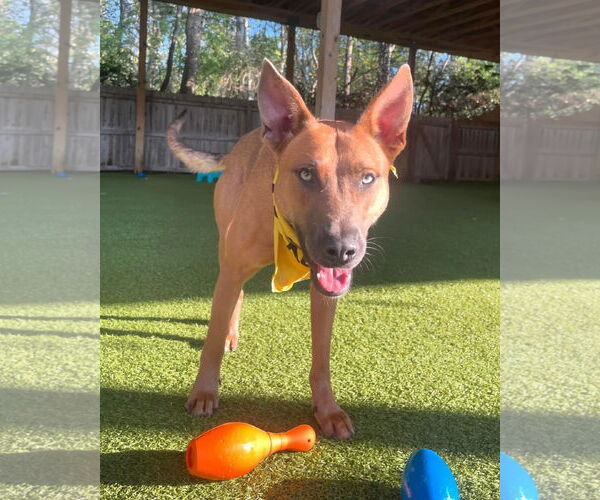 Medium Photo #3 American Pit Bull Terrier-German Shepherd Dog Mix Puppy For Sale in Rustburg, VA, USA