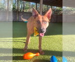 Small #2 American Pit Bull Terrier-German Shepherd Dog Mix