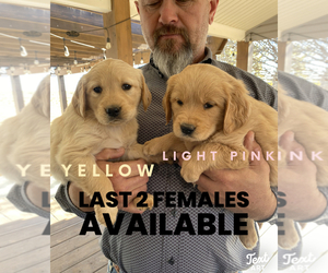 Golden Retriever Puppy for Sale in SEMINOLE, Texas USA