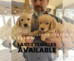 Small Photo #1 Golden Retriever Puppy For Sale in SEMINOLE, TX, USA