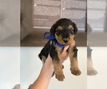 Small #6 Airedale Terrier