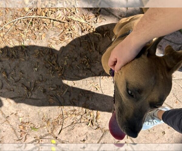 Medium Photo #3 American Pit Bull Terrier-Rhodesian Ridgeback Mix Puppy For Sale in San Diego, CA, USA
