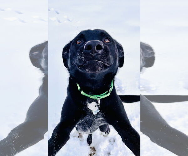 Medium Photo #4 Labrador Retriever Puppy For Sale in Pottstown, PA, USA