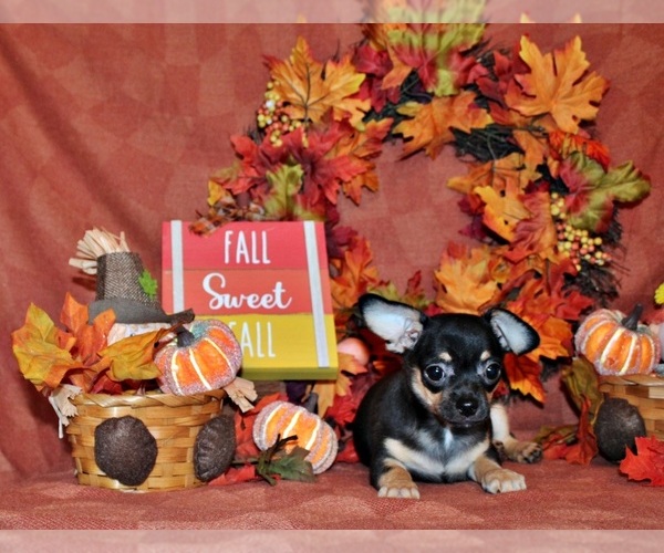 Medium Photo #49 Chihuahua Puppy For Sale in CHARLESTON, AR, USA