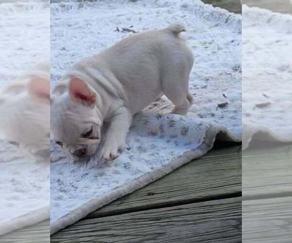Medium Photo #2 French Bulldog Puppy For Sale in BOSTON, KY, USA