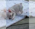 Diamond - Female French Bulldog Puppy for Sale - Photo #2