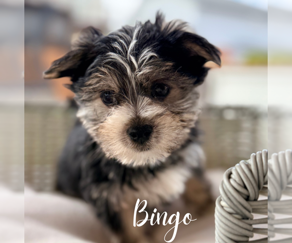 Medium Photo #3 Morkie Puppy For Sale in ADDISON, IL, USA