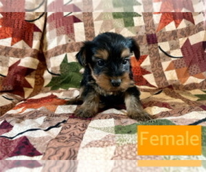 Yorkshire Terrier Puppy for sale in AMSTERDAM, MO, USA