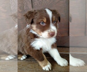 Australian Shepherd Puppy for sale in JEROMESVILLE, OH, USA