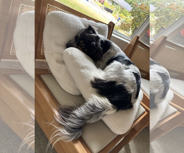 Medium Photo #5 Spaniel-Unknown Mix Puppy For Sale in Bellevue, WA, USA