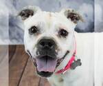 Small #7 Bulldog Mix