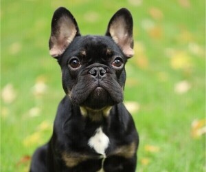 French Bulldog Puppy for sale in CHICAGO, IL, USA