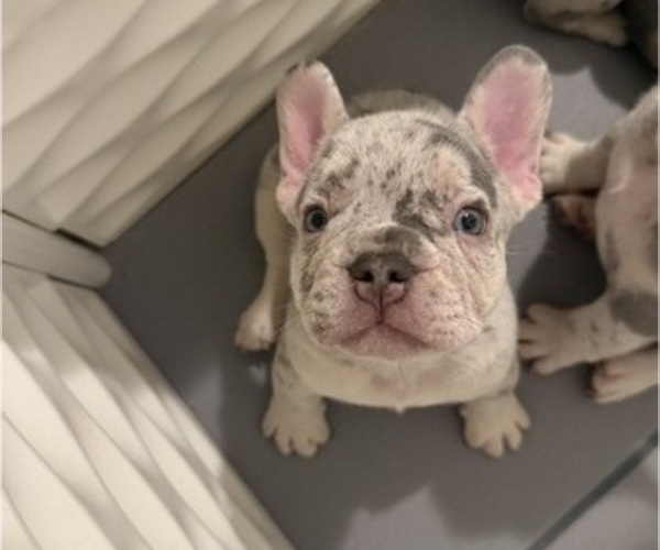 Medium Photo #2 French Bulldog Puppy For Sale in BURLINGAME, CA, USA