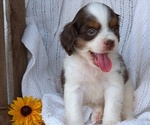 Small Photo #35 Cock-A-Poo Puppy For Sale in GOSHEN, IN, USA