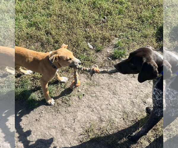 Medium Photo #7 Mutt Puppy For Sale in Fargo, ND, USA