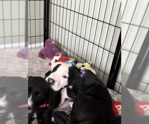 Medium Photo #5 Great Dane-Sheepadoodle Mix Puppy For Sale in EGG HARBOR CITY, NJ, USA