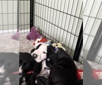 Small Photo #26 Great Dane-Sheepadoodle Mix Puppy For Sale in EGG HARBOR CITY, NJ, USA