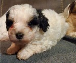 Small #14 Bernedoodle (Miniature)