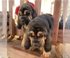 Bloodhound Puppy for sale in GRANDVIEW, TX, USA