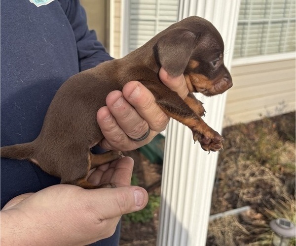 Medium Photo #10 Dachshund Puppy For Sale in ROEBUCK, SC, USA
