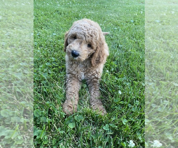 Medium Photo #4 Goldendoodle-Poodle (Standard) Mix Puppy For Sale in RICHMOND, IL, USA