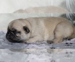 Small Photo #53 Pug Puppy For Sale in WINNSBORO, TX, USA