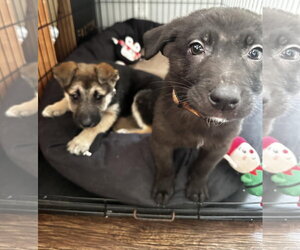 Lilly - Female Shepradors Dog for Adoption - Photo #6