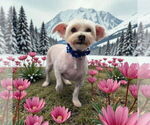 Small #2 Maltese
